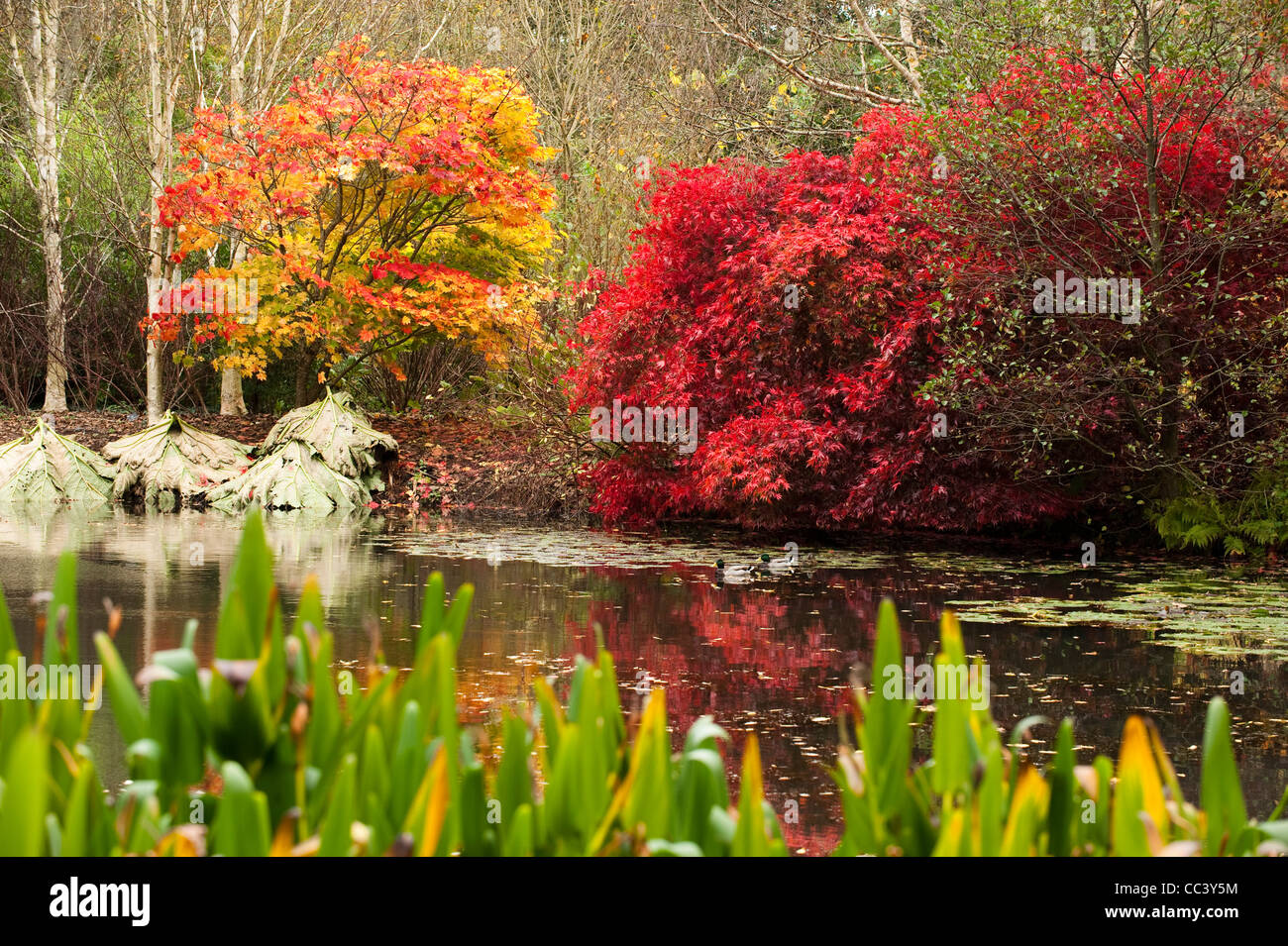 The Lake in autumn, RHS Rosemoor, Devon, England, United Kingdom Stock Photo