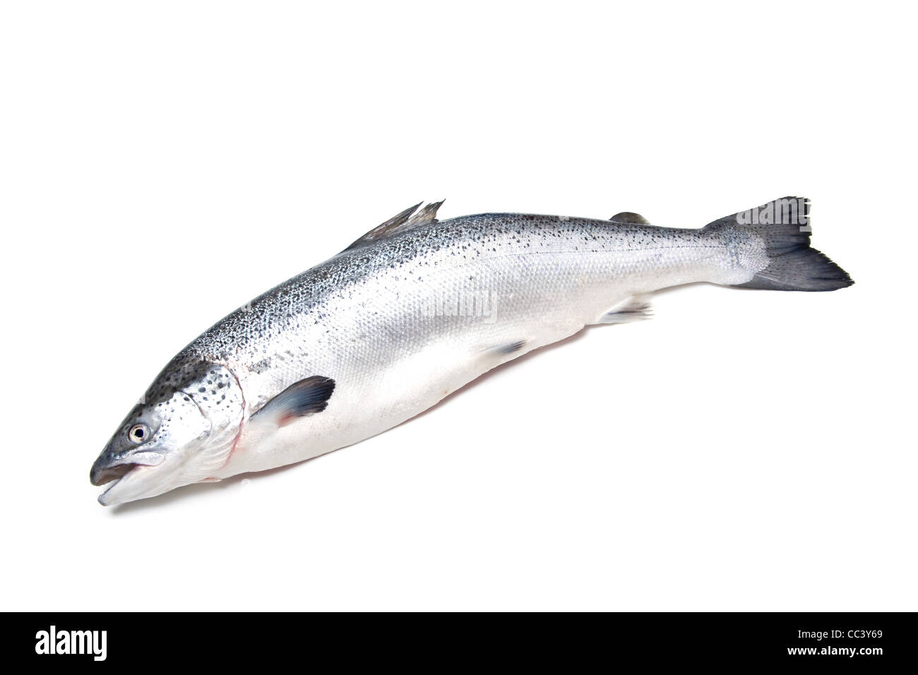 Atlantic salmon (Salmo salar). Stock Photo