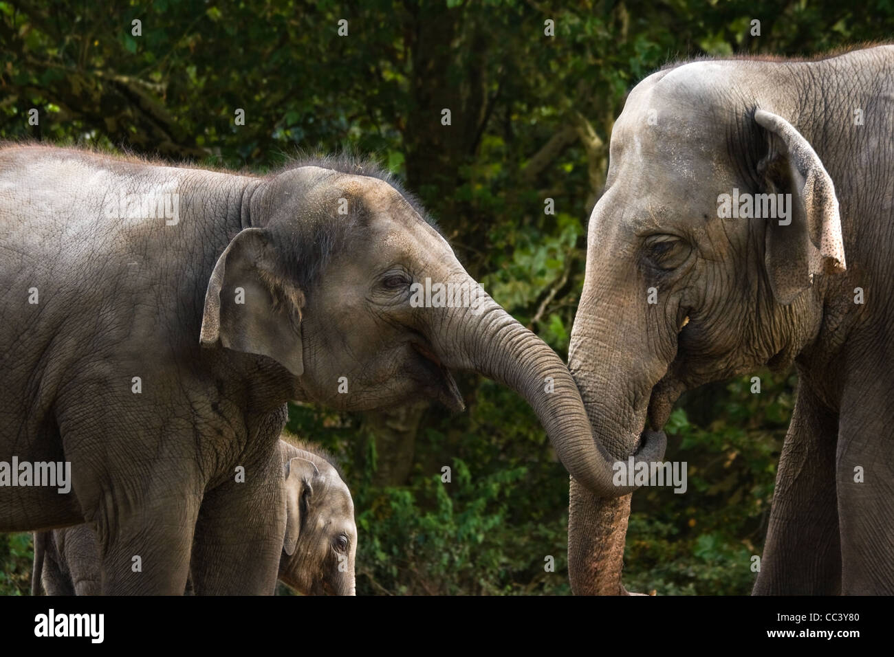 Two female asian elephants having fun by trying to steal some food from each other - baby elephant in background Stock Photo