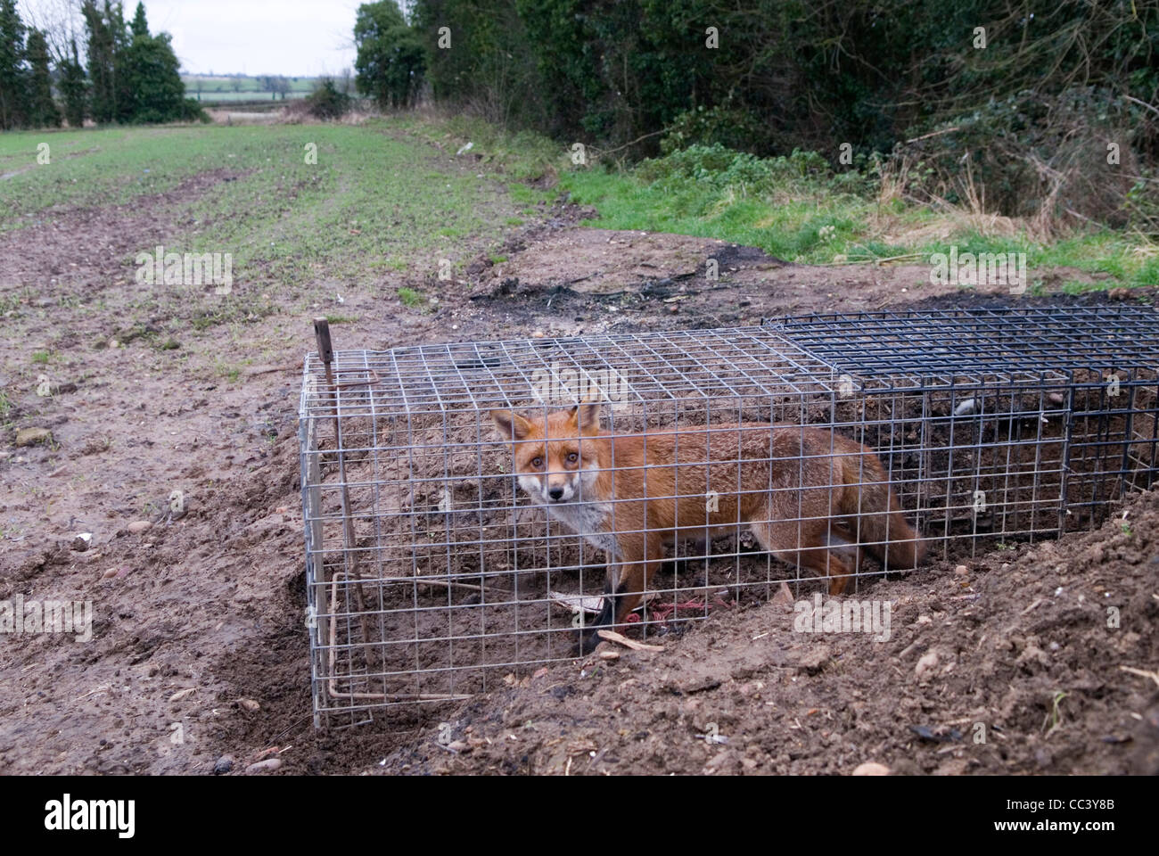 Fox trap hires stock photography and images Alamy