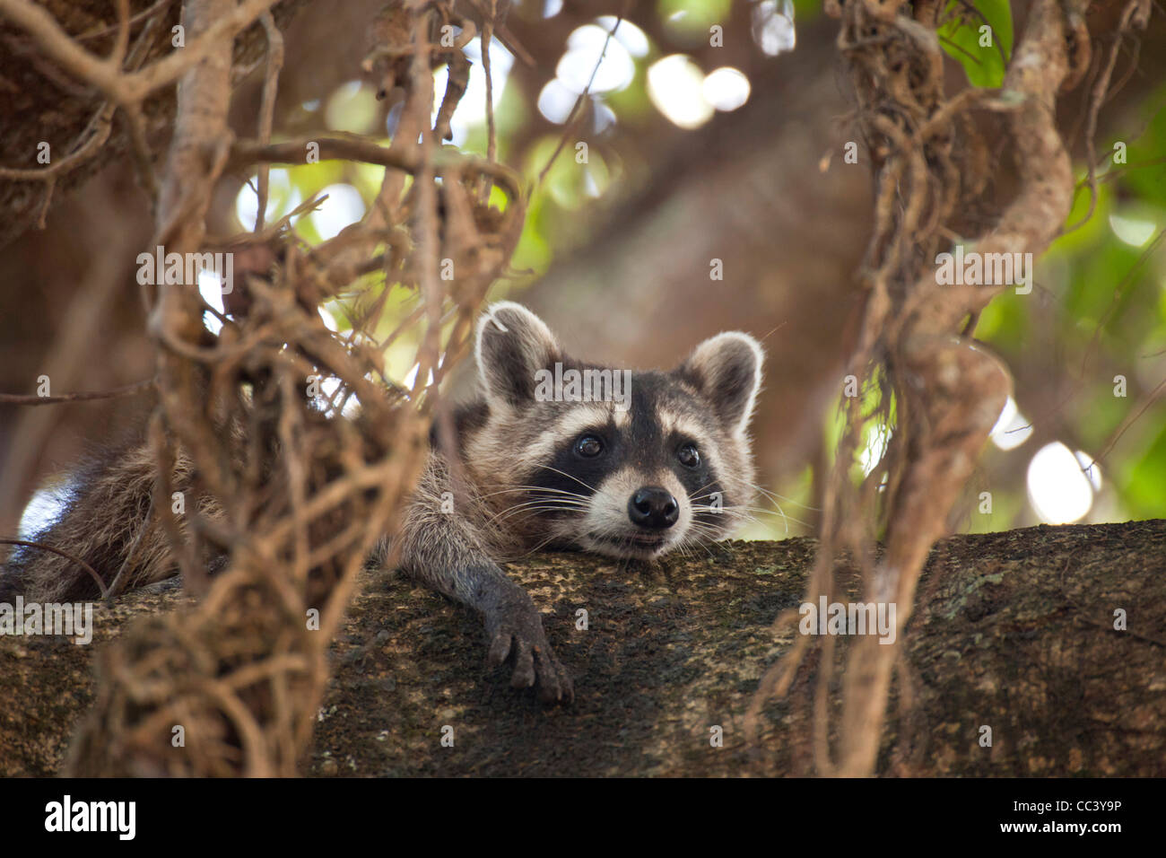 North American raccoon (Procyon lotor) in a tree, Hugh Taylor Birch State Park in Fort Lauderdale, Brower County, Florida, USA Stock Photo