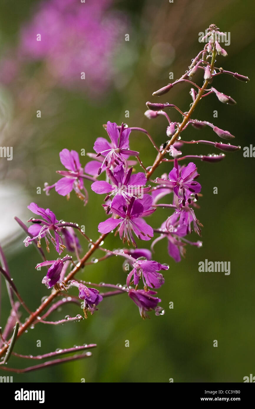 Pink flowers of Fireweed or Epilobium angustifolium in the rain in summer Stock Photo