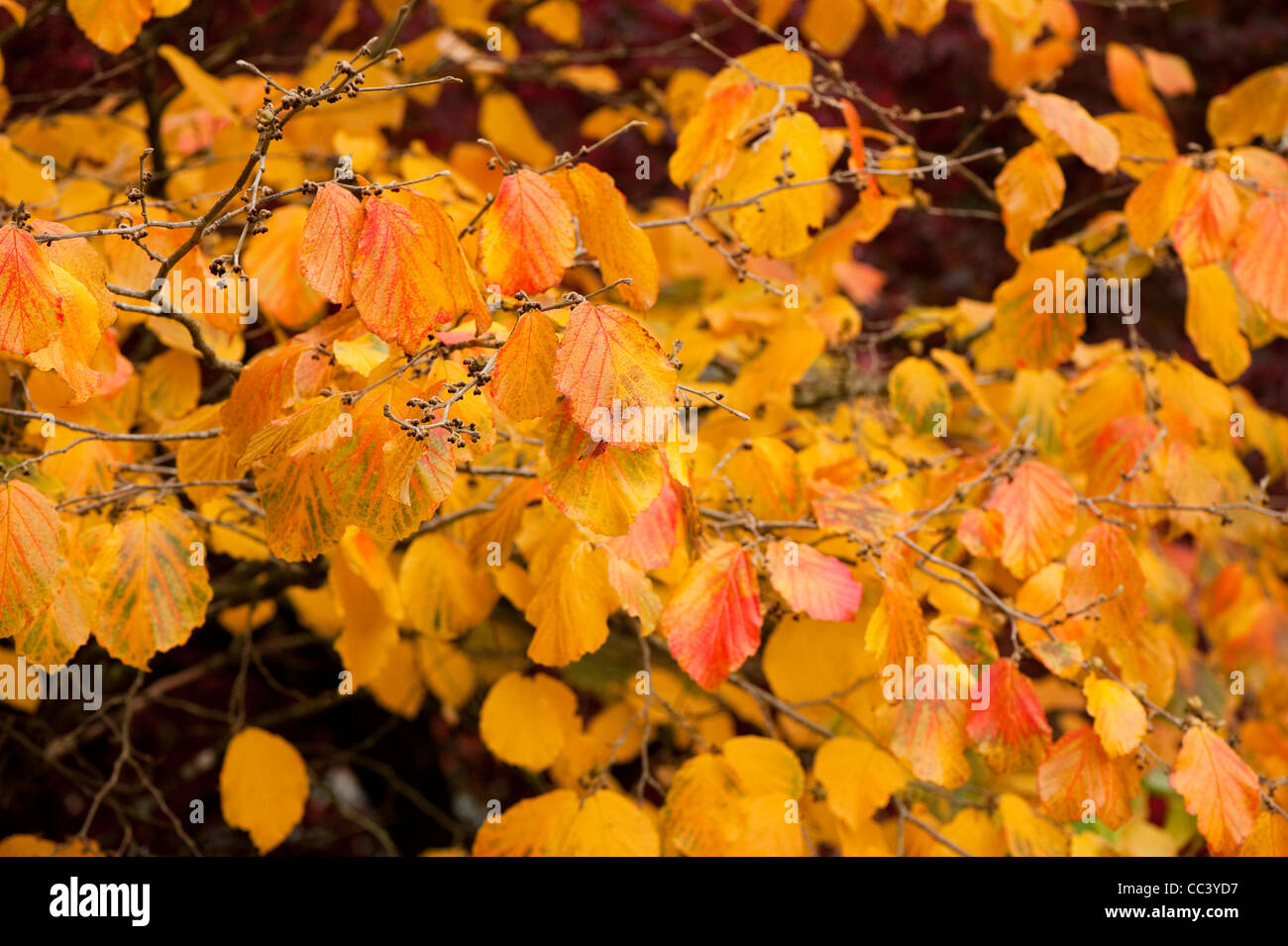 Hamamelis Mollis ‘Coombe Wood’, Chinese Witch Hazel, in autumn Stock Photo