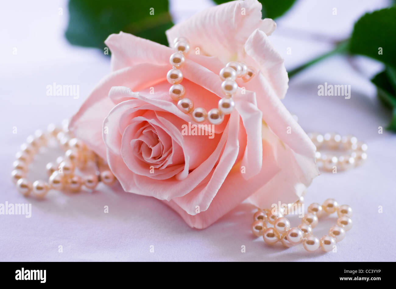 Soft pink rose with a pearl necklace Stock Photo
