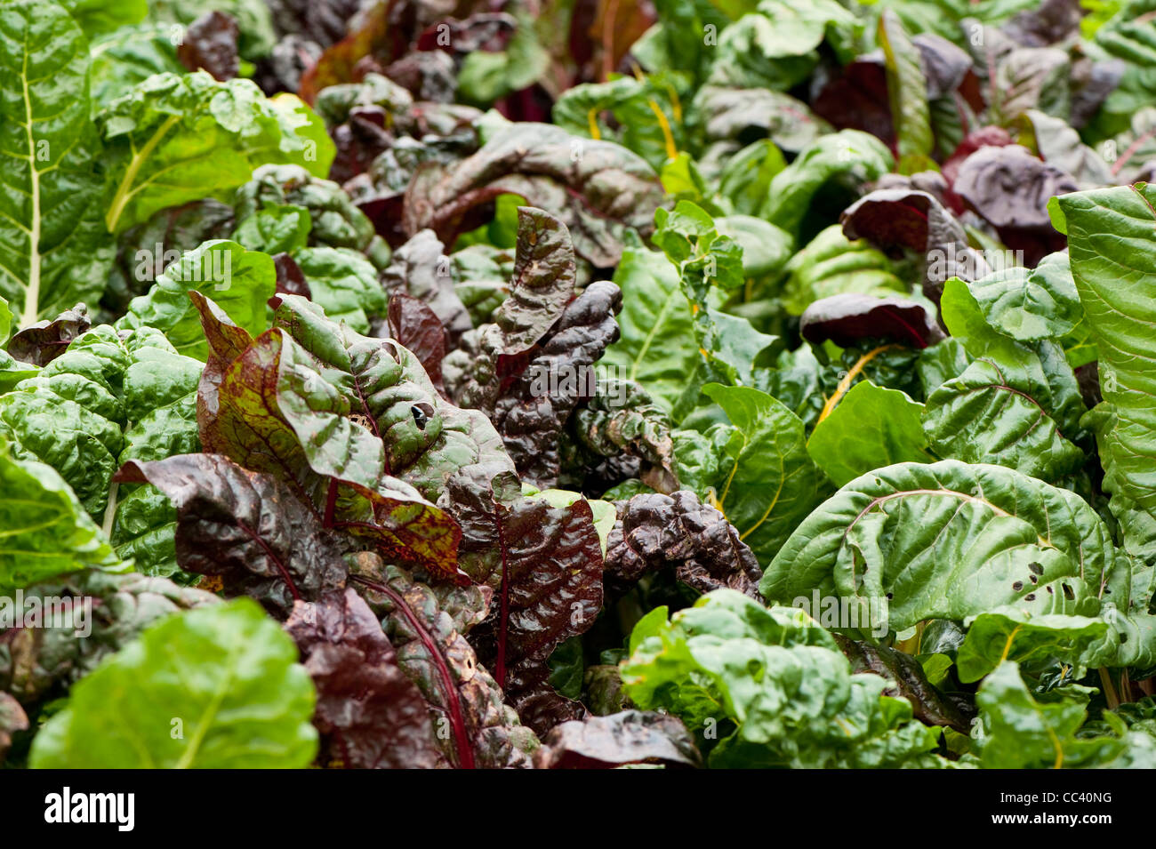 Mixed Chard or Leaf Beet’, Beta vulgaris Stock Photo