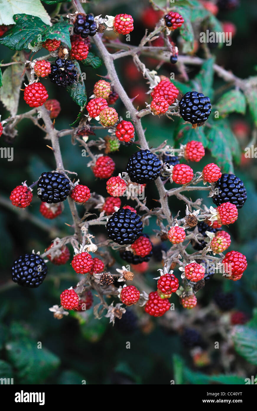 Black and red blackberries in the hedgerow UK Stock Photo