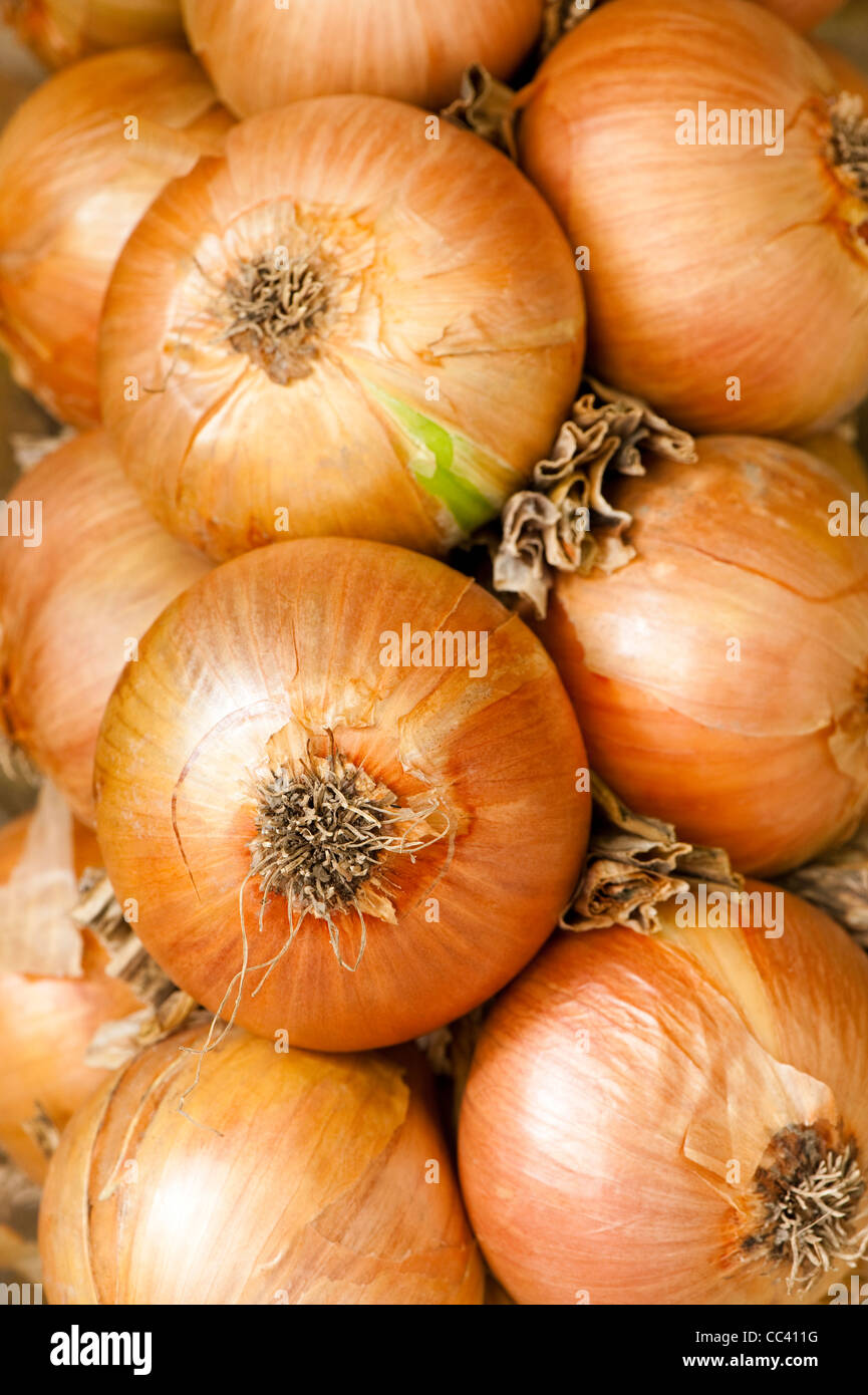 A string of Onions ‘Setton’ and 'Jetset', Allium cepa Stock Photo