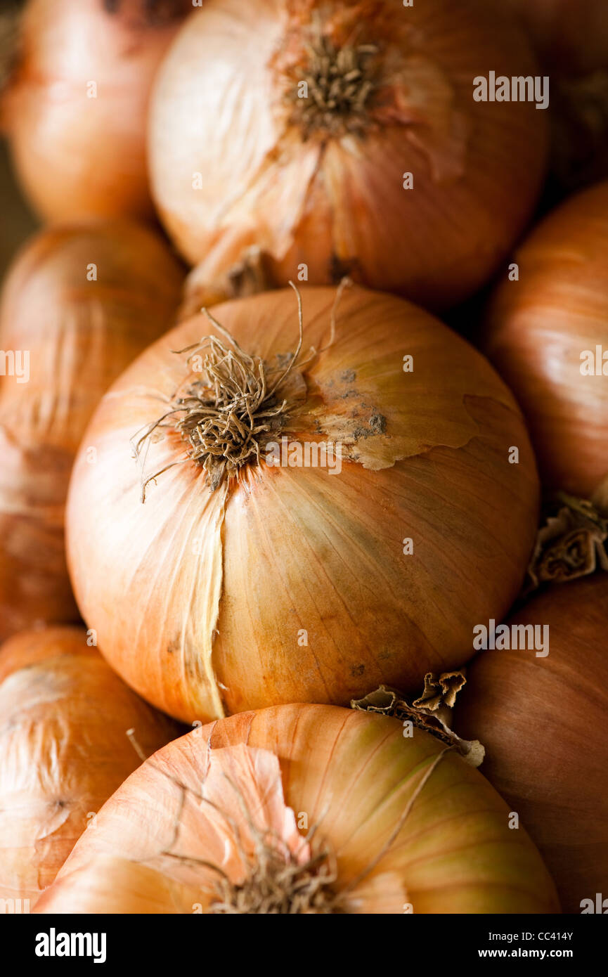 A String Of Onions Stanfield Allium Cepa Stock Photo Alamy