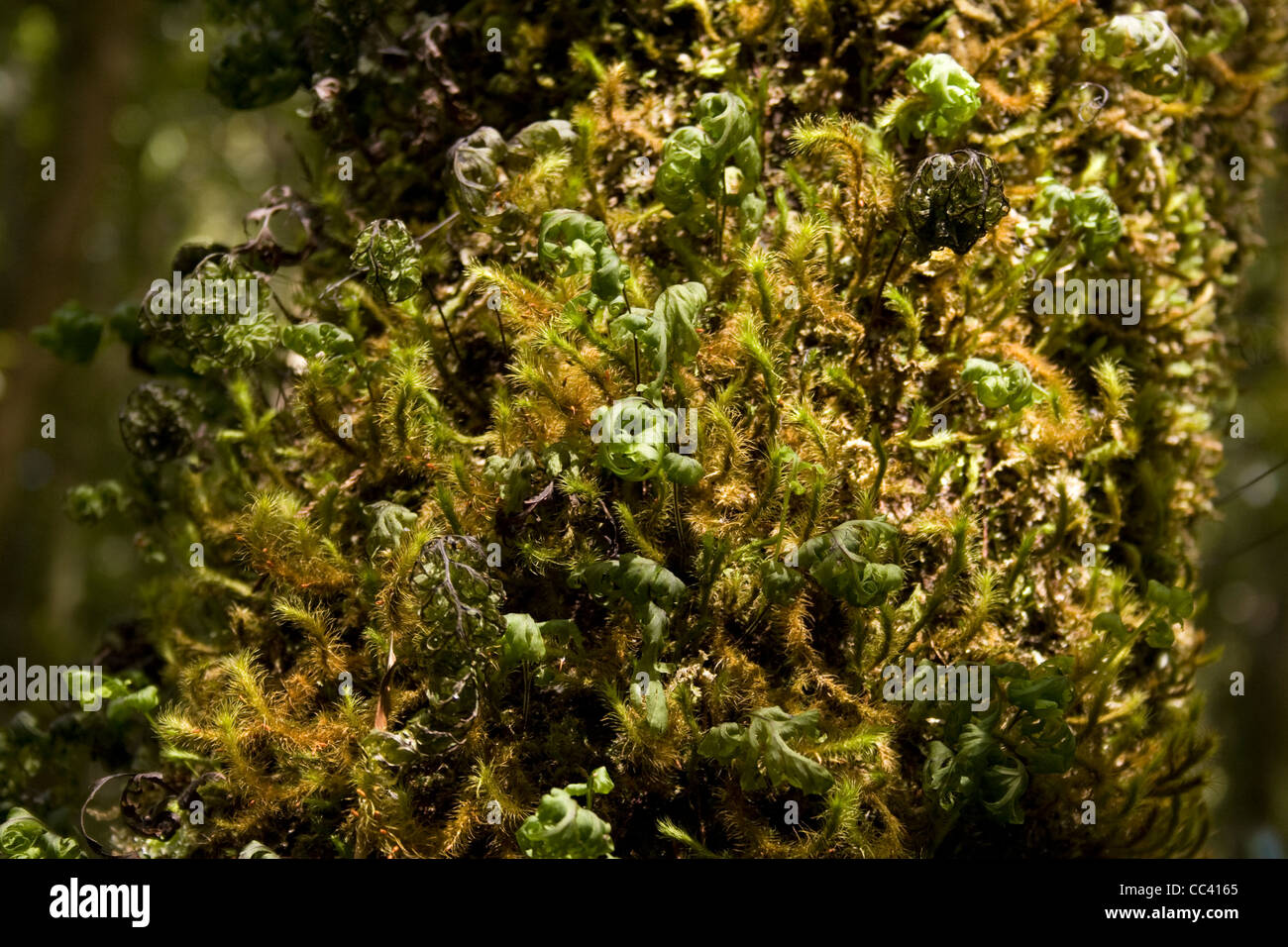 Mosses growing on a fallen branch in Waipoua Kauri Forest, New Zealand. Stock Photo