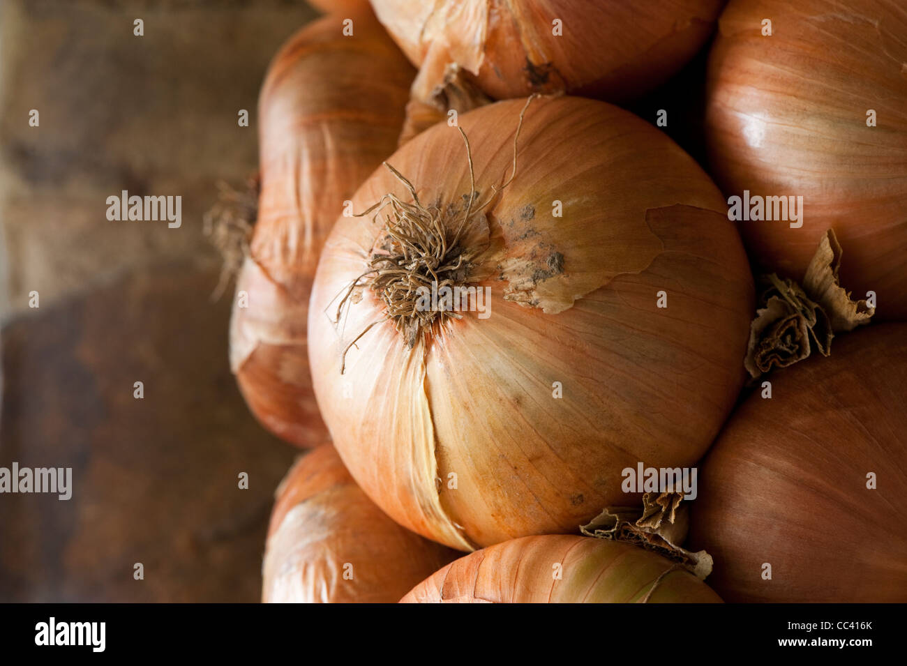 A string of Onions ‘Stanfield’, Allium cepa Stock Photo