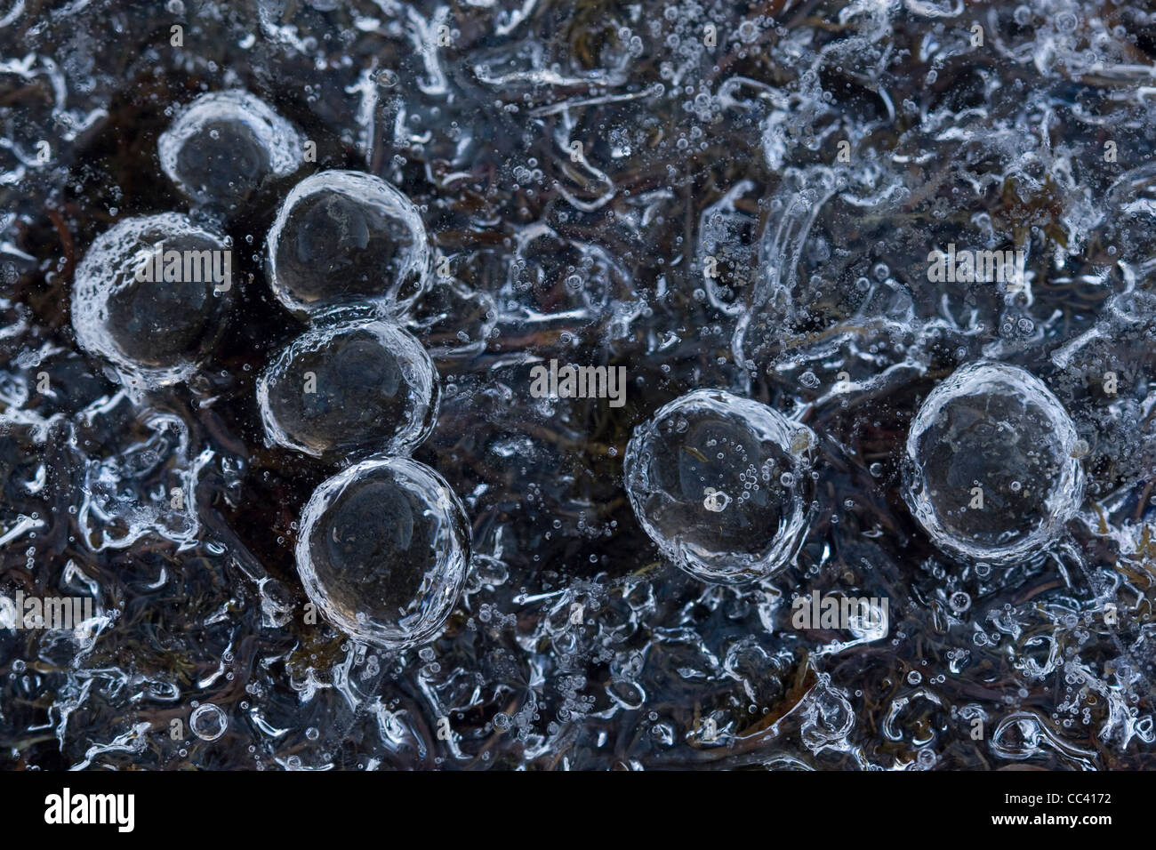 Frozen pond with air bubbles. Stock Photo
