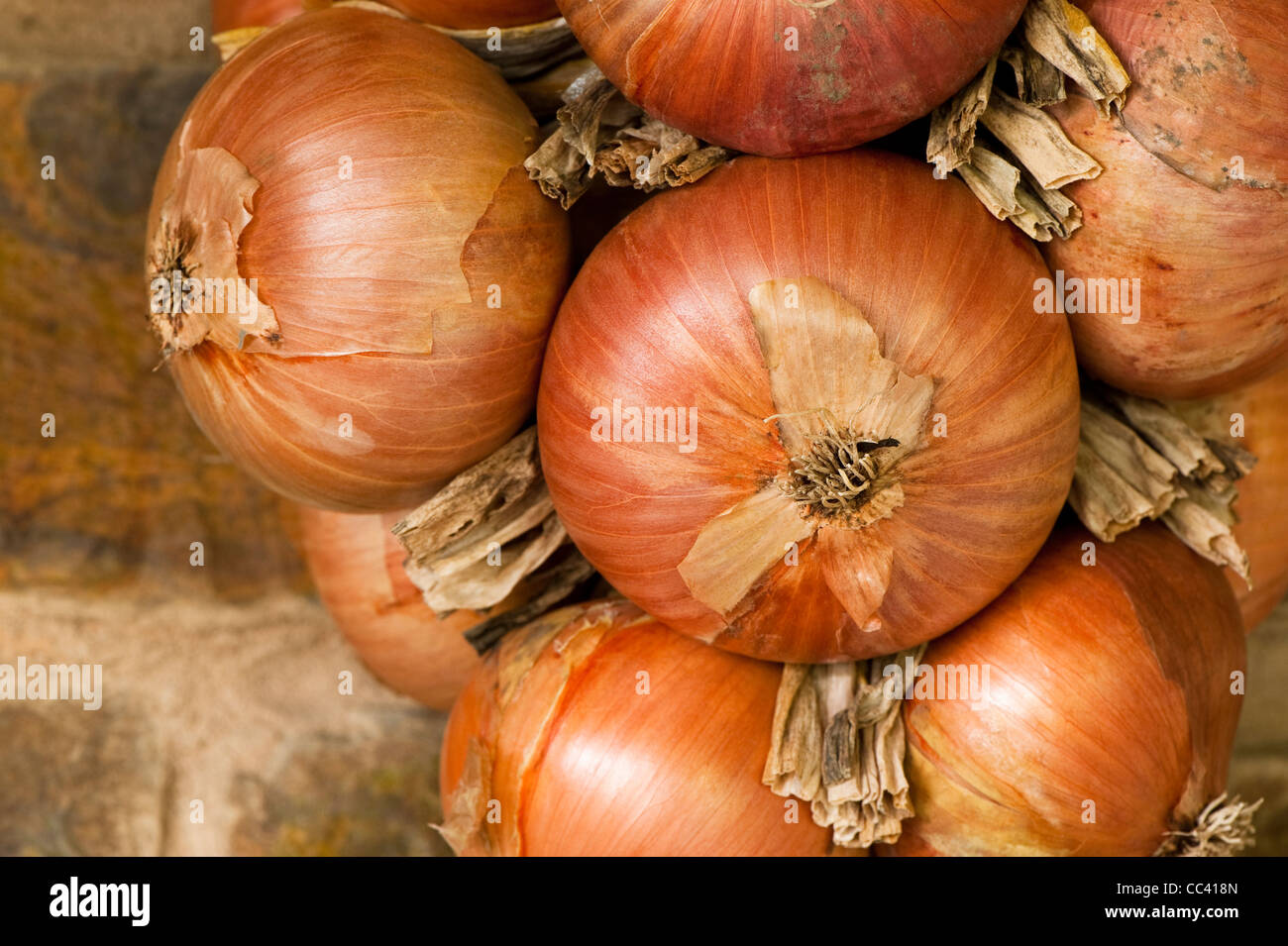 A string of Onions ‘Bedfordshire Champion', Allium cepa Stock Photo