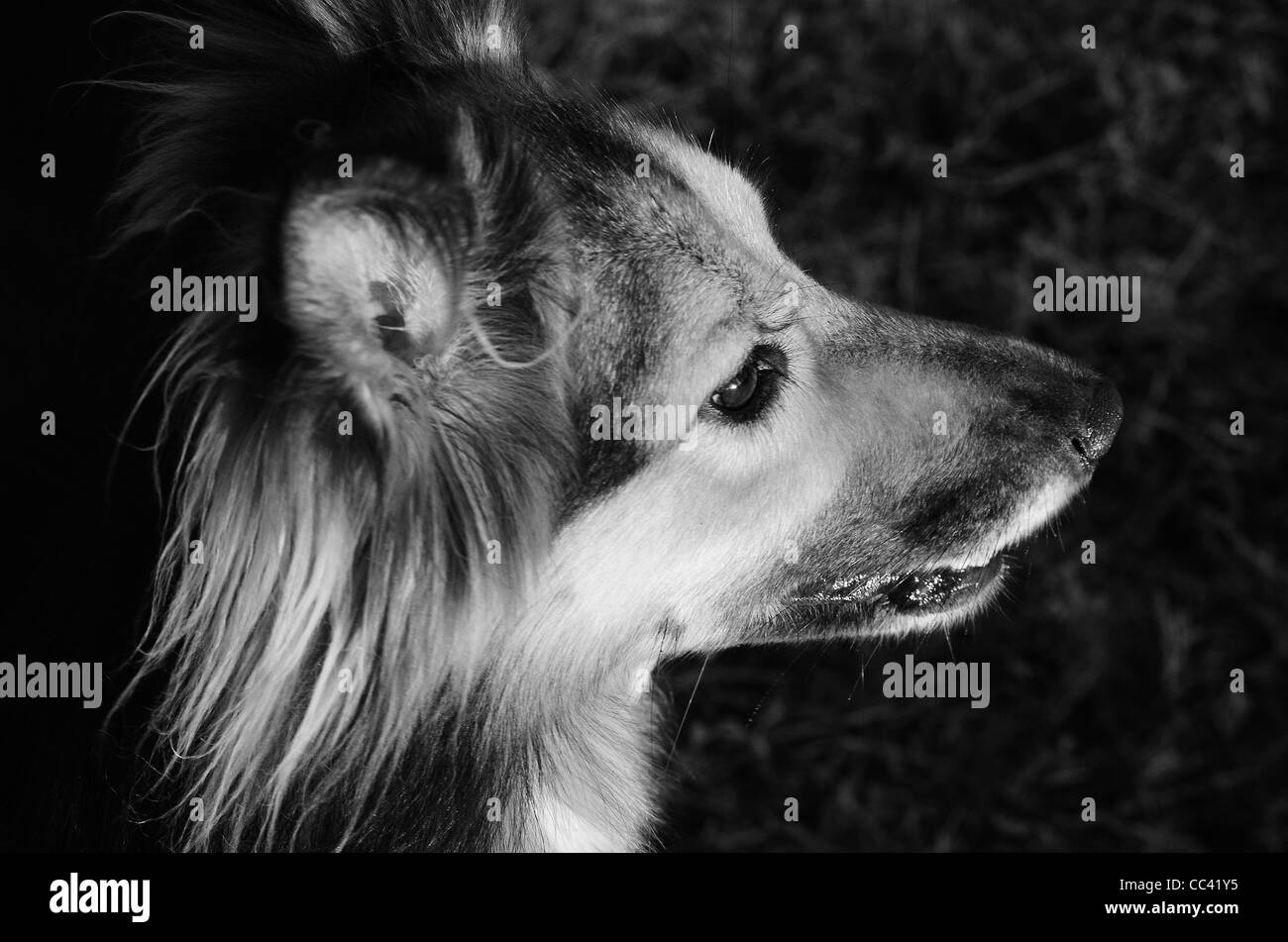 Side on Dog portrait, Black and white, German shepherd, collie cross breed, mix breed Stock Photo