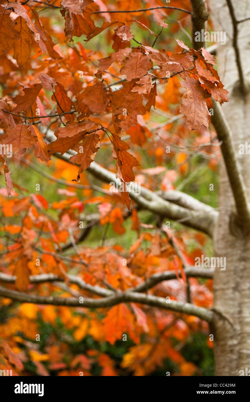 Quercus rubra, Red Oak, in autumn Stock Photo