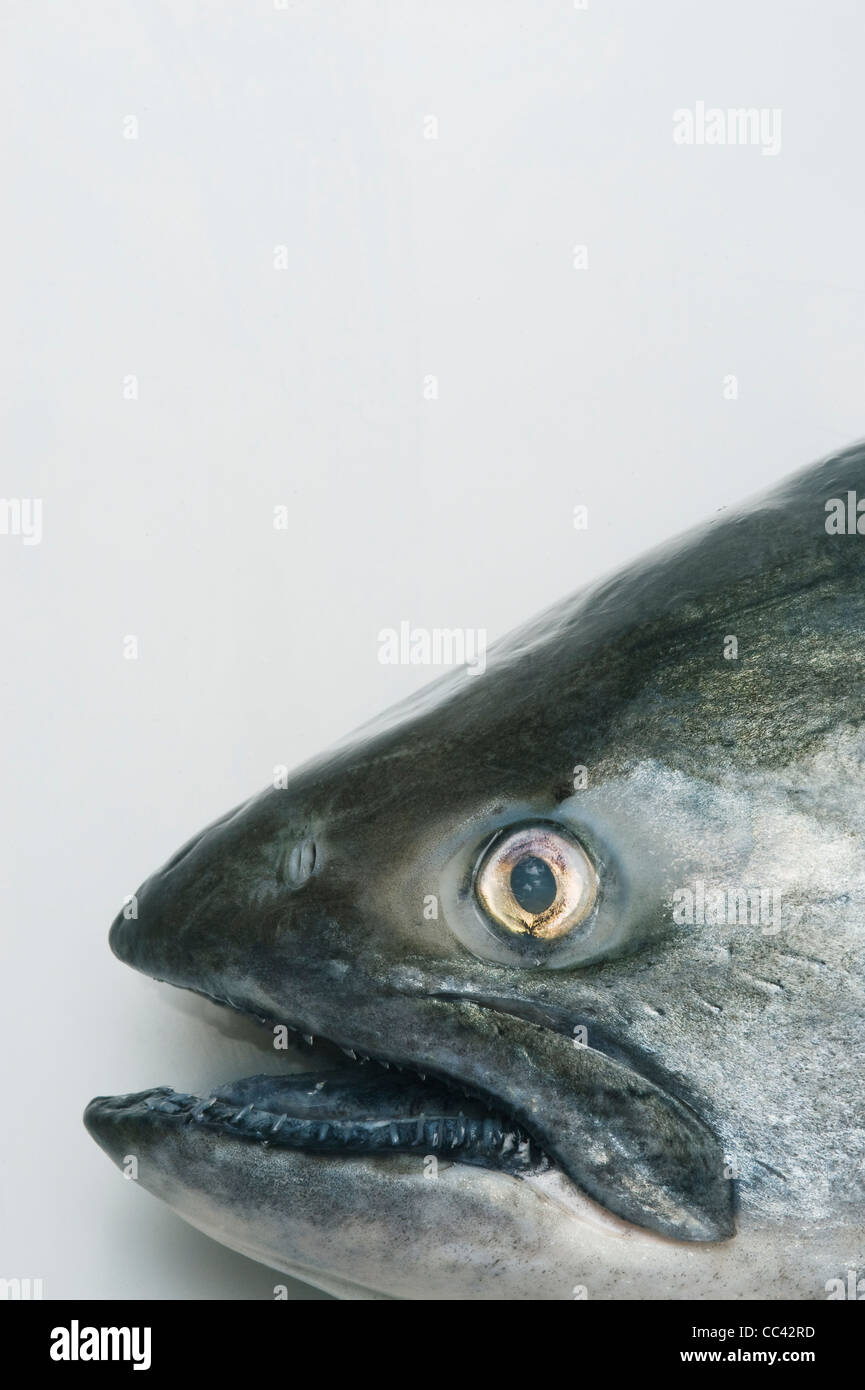 King or Chinook Salmon, Detail of head Stock Photo