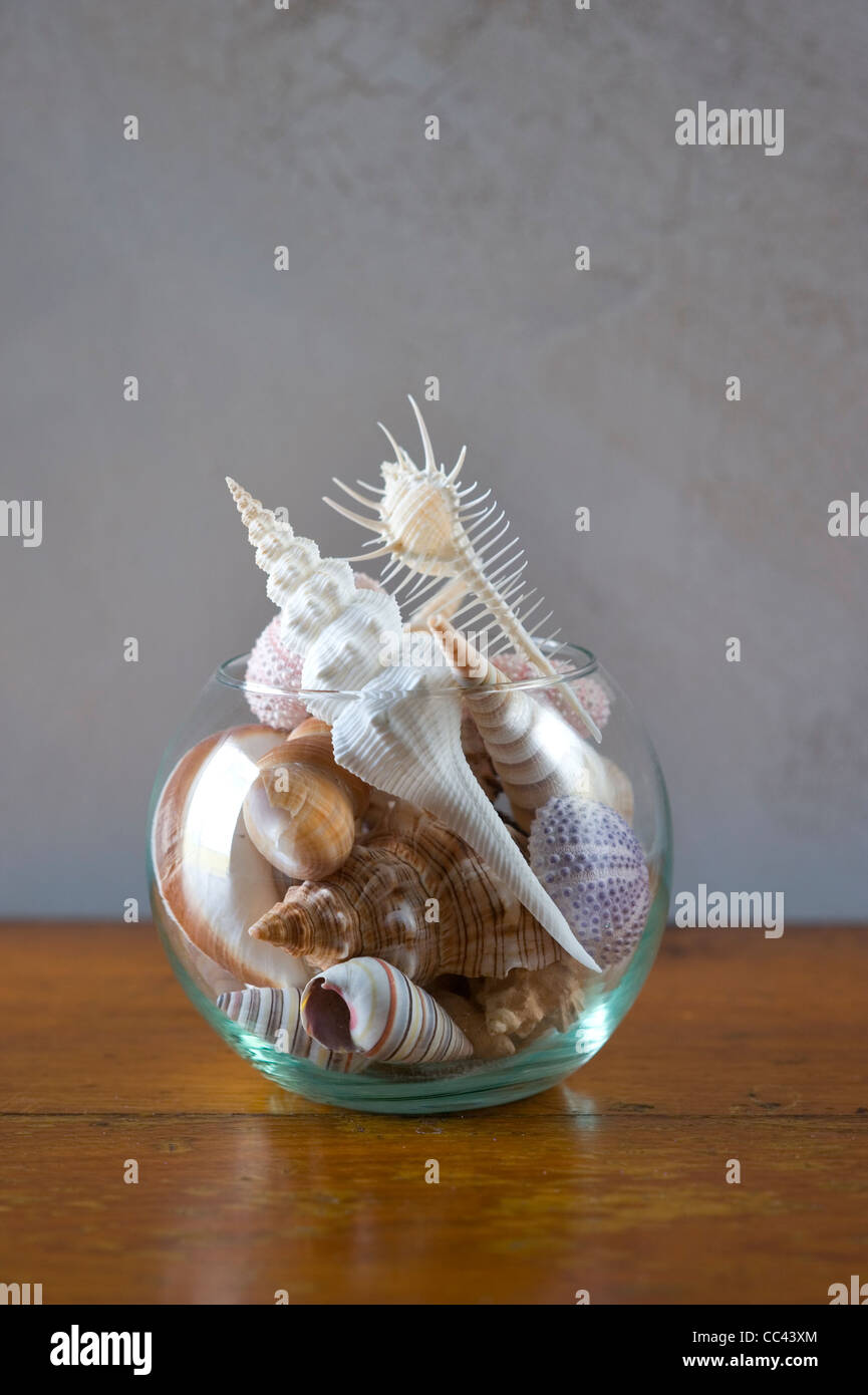 sea shells in a vase Stock Photo - Alamy