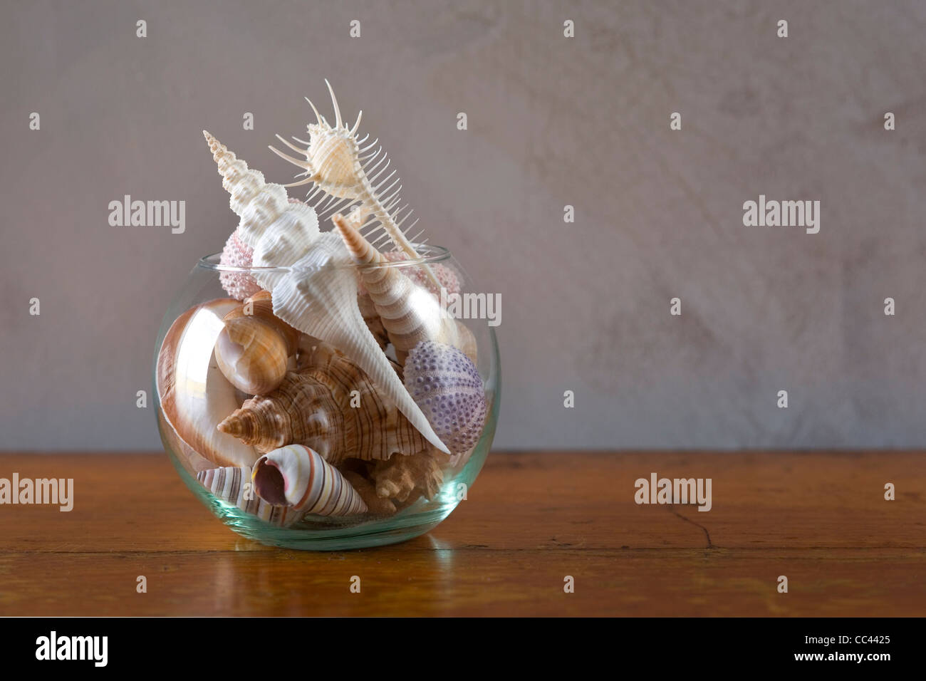 sea shells in a vase Stock Photo