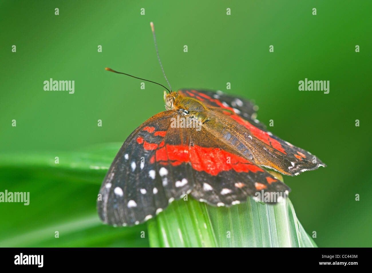 A Scarlet Peacock butterfly at rest Stock Photo