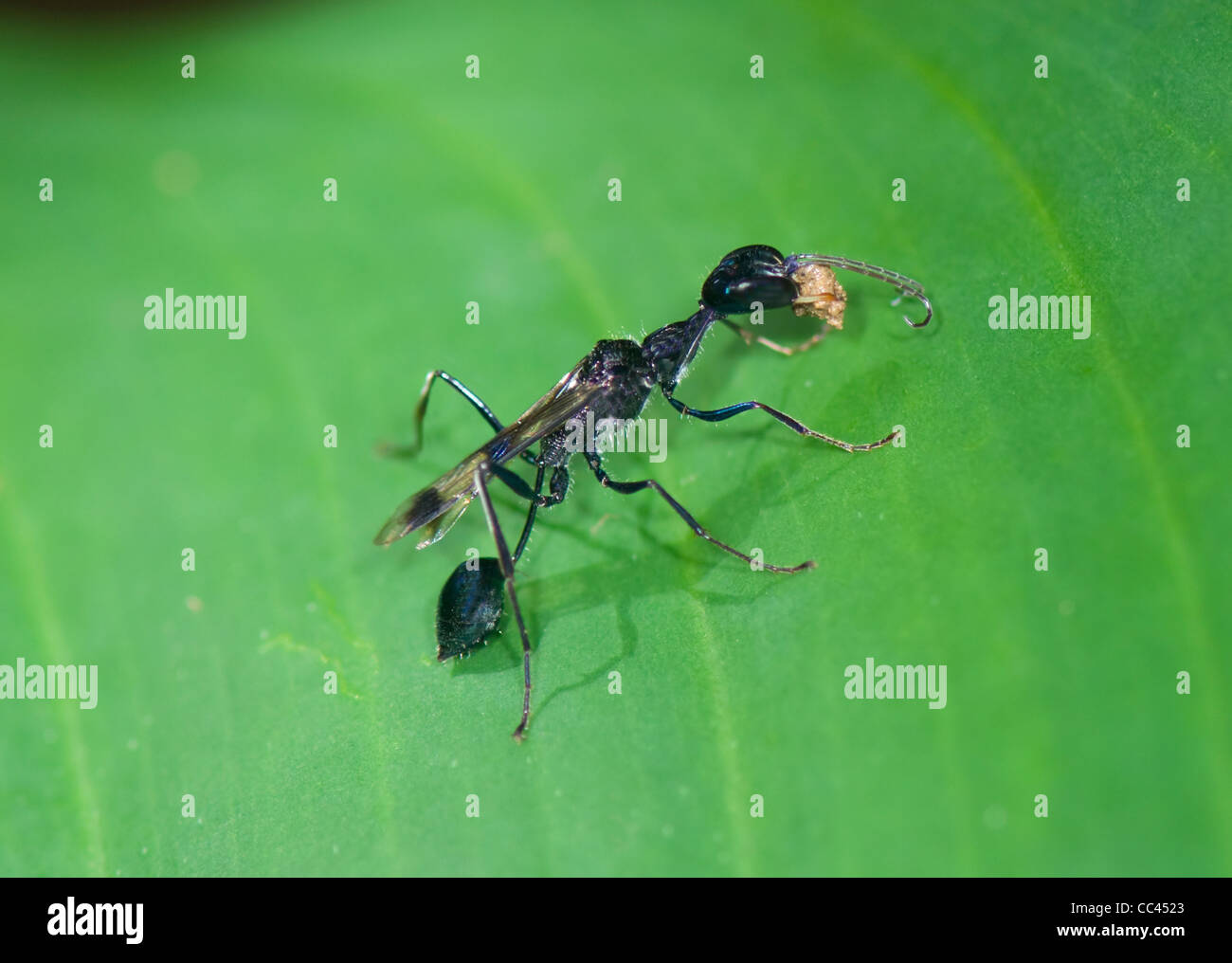 Evaniid Wasp (Evania appendigaster), Costa Rica Stock Photo