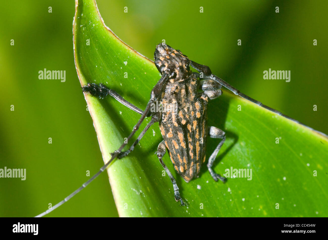 Longicorn Beetle (Psapharochrus sp), Costa Rica Stock Photo