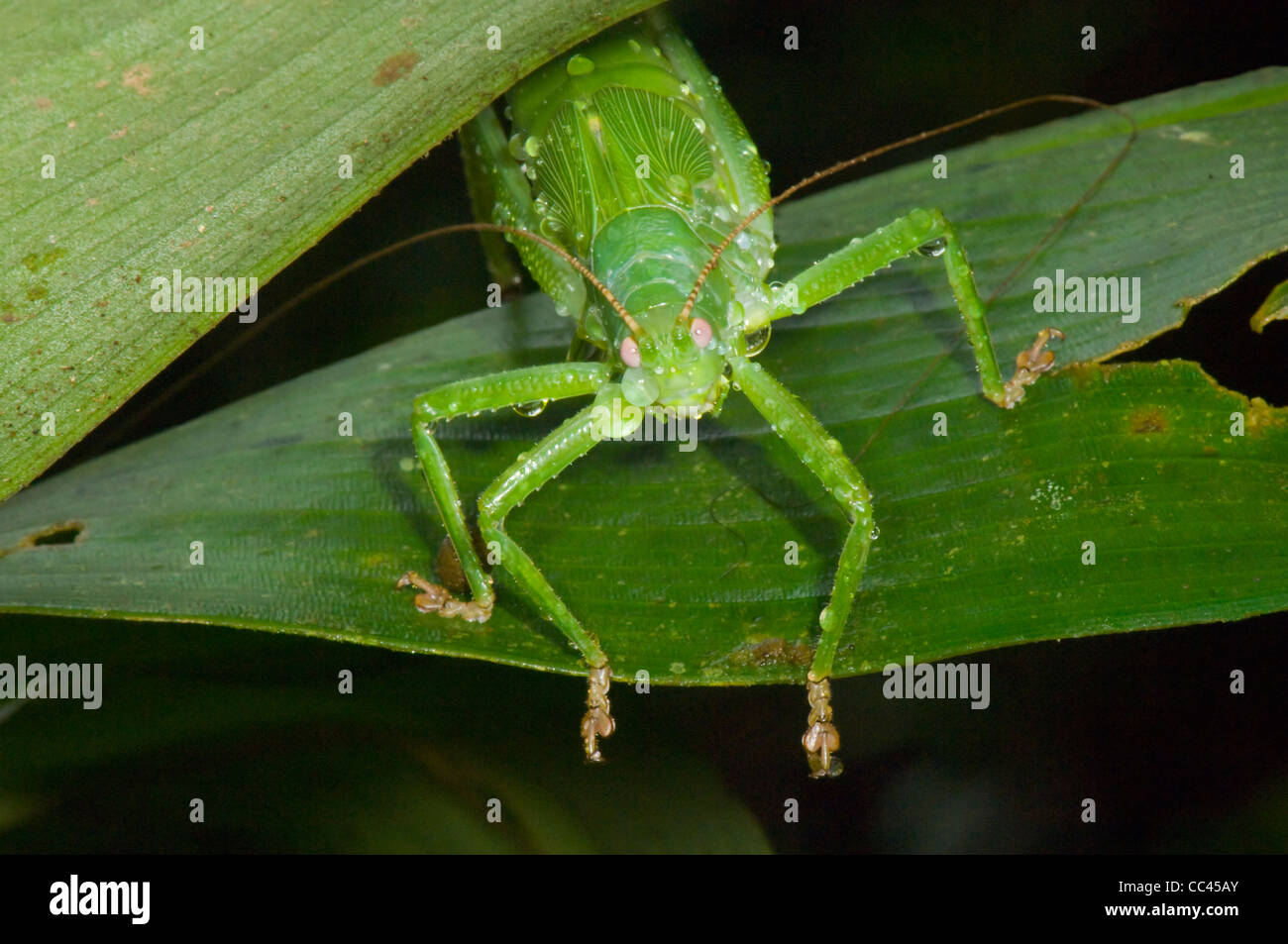Nymph Gracile Katydid (Phaneropterinae), Costa Rica Stock Photo