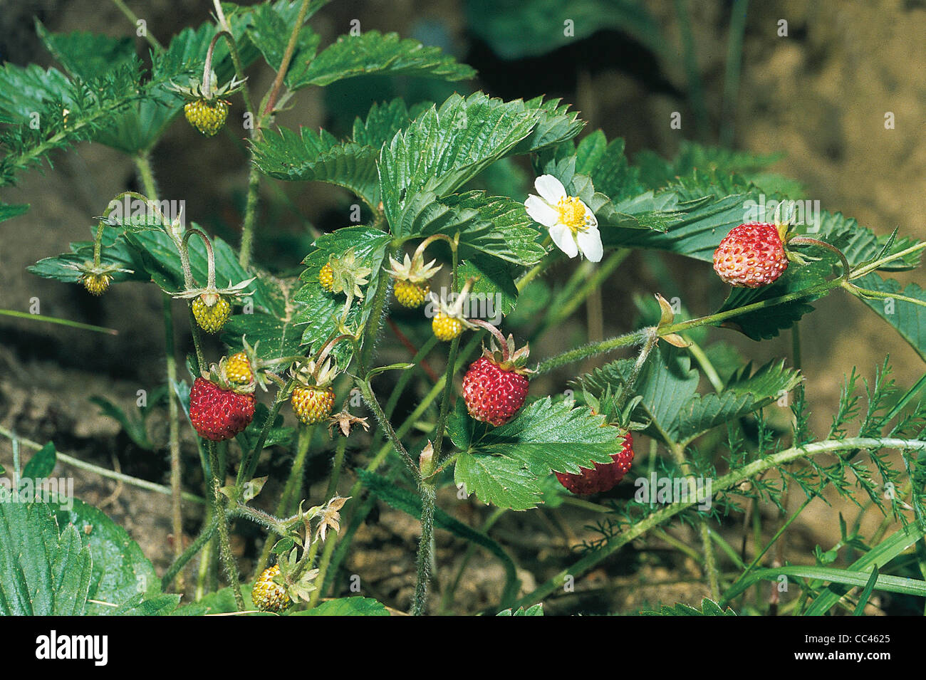 Phytotherapy Used In Wild Strawberry (Fragaria Vesca L.) Leaves And Rhizomes Stock Photo