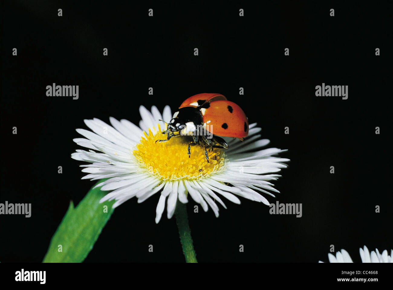 Zoology - Insects - Coleopters - Sevenspotted Ladybeetle (Coccinella Septempunctata). Stock Photo
