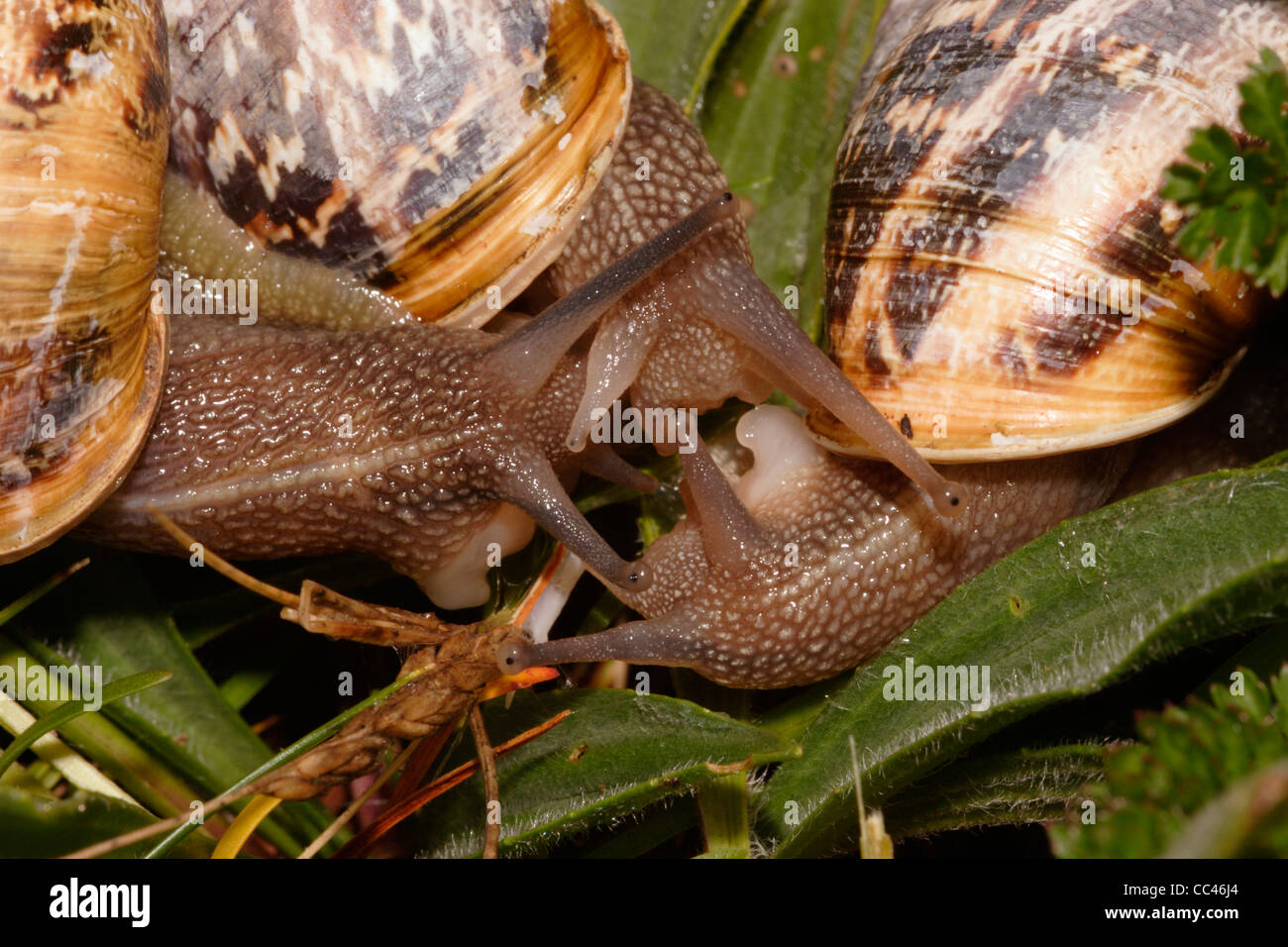 Garden snails (Helix aspersa : Helicidae), coming together in courtship, UK. Stock Photo