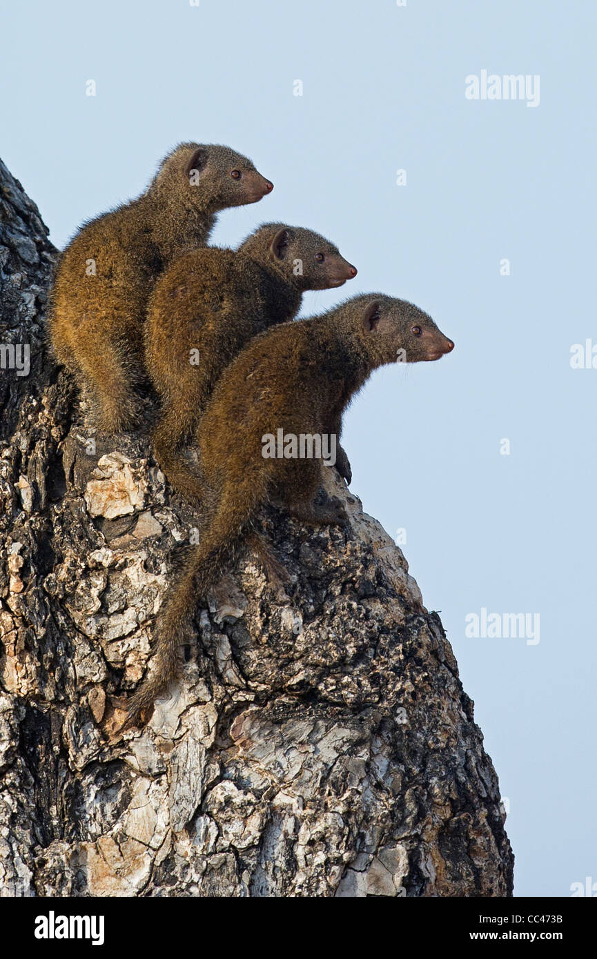 Three Dwarf Mongooses in a tree Stock Photo Alamy
