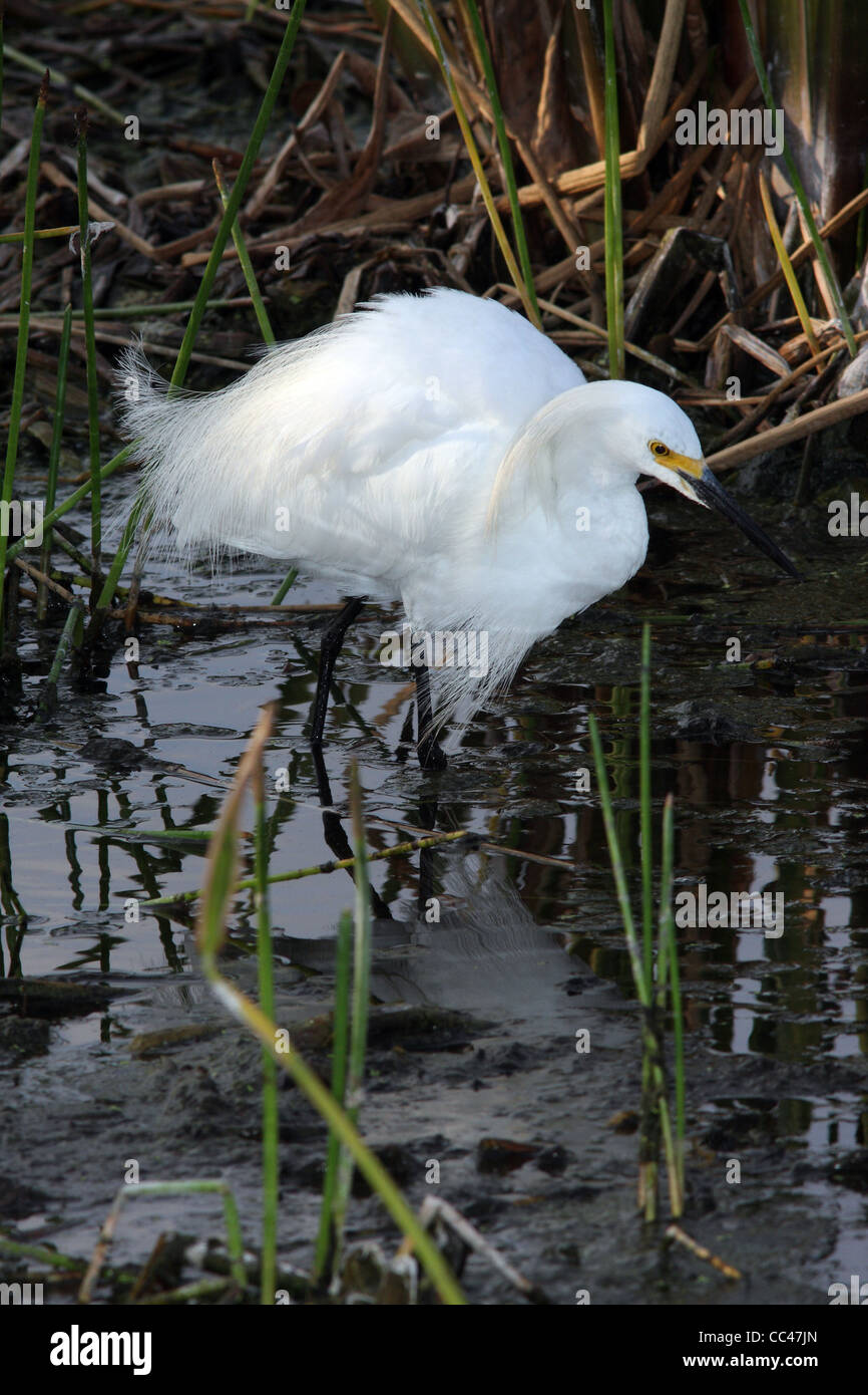 Snowy Egret Stock Photo