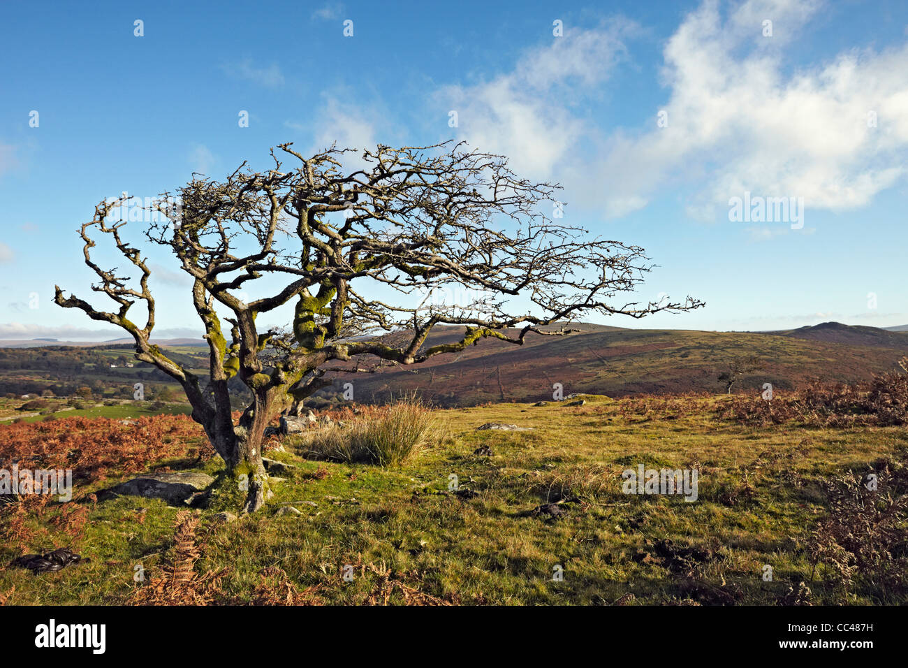 Dartmoor National Park windswept trees at Combestone Tor Stock Photo