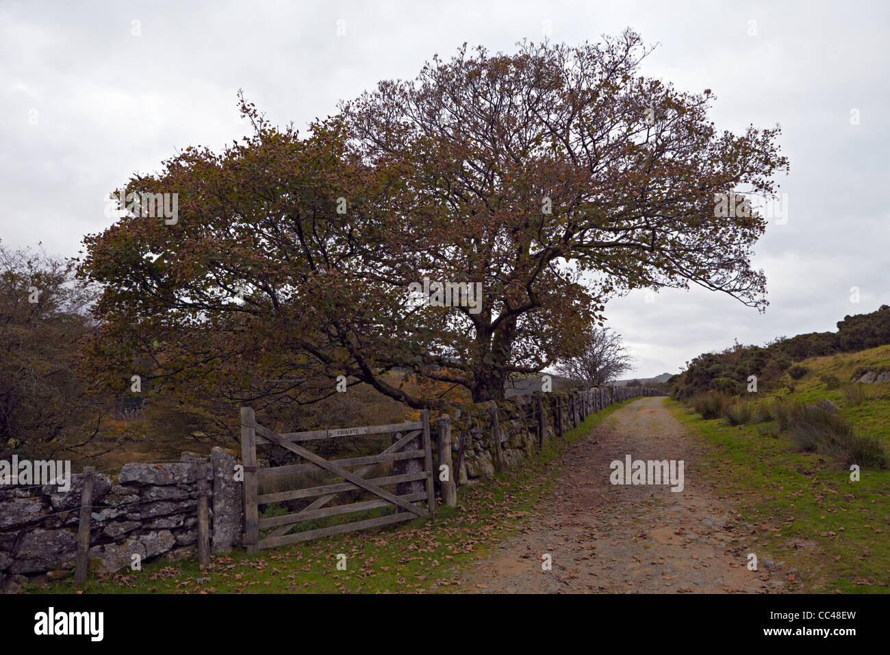 Dartmoor National Park windswept trees near Two Bridges Stock Photo