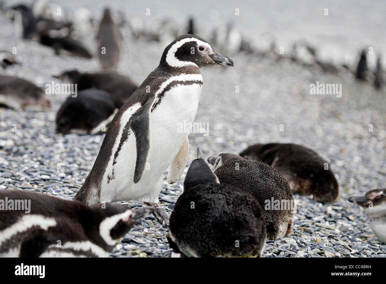 Magellanic Penguins (Spheniscus magellanicus) on Isla Yecapasela at Estancia Harberton, Ushuaia, Argentina Stock Photo