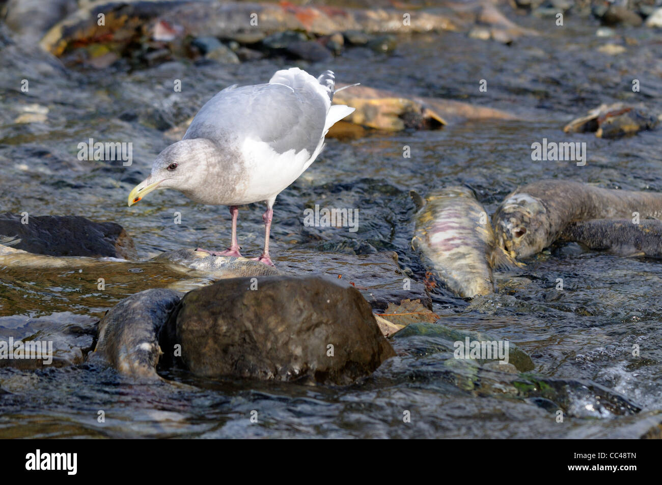 Herring Gull feeding on dead salmon on the Puntledge River, Courtney