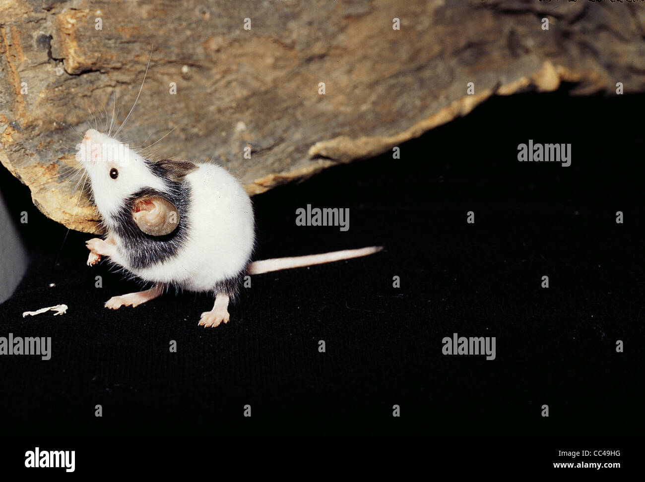 Mus musculus chinensis hires stock photography and images Alamy