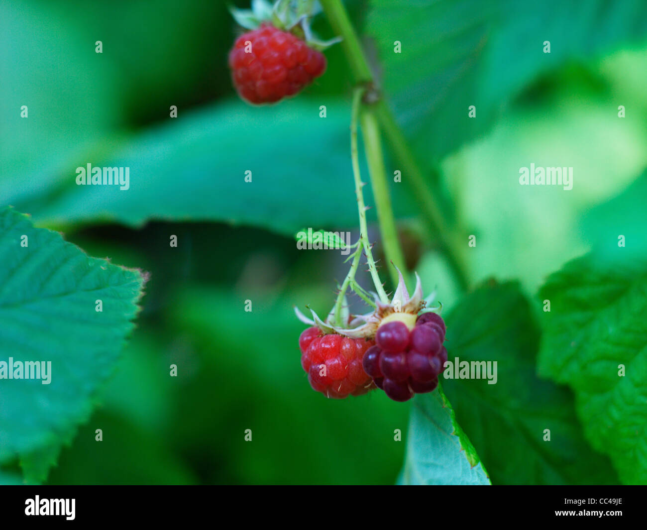 raspberries growing on canes Stock Photo Alamy