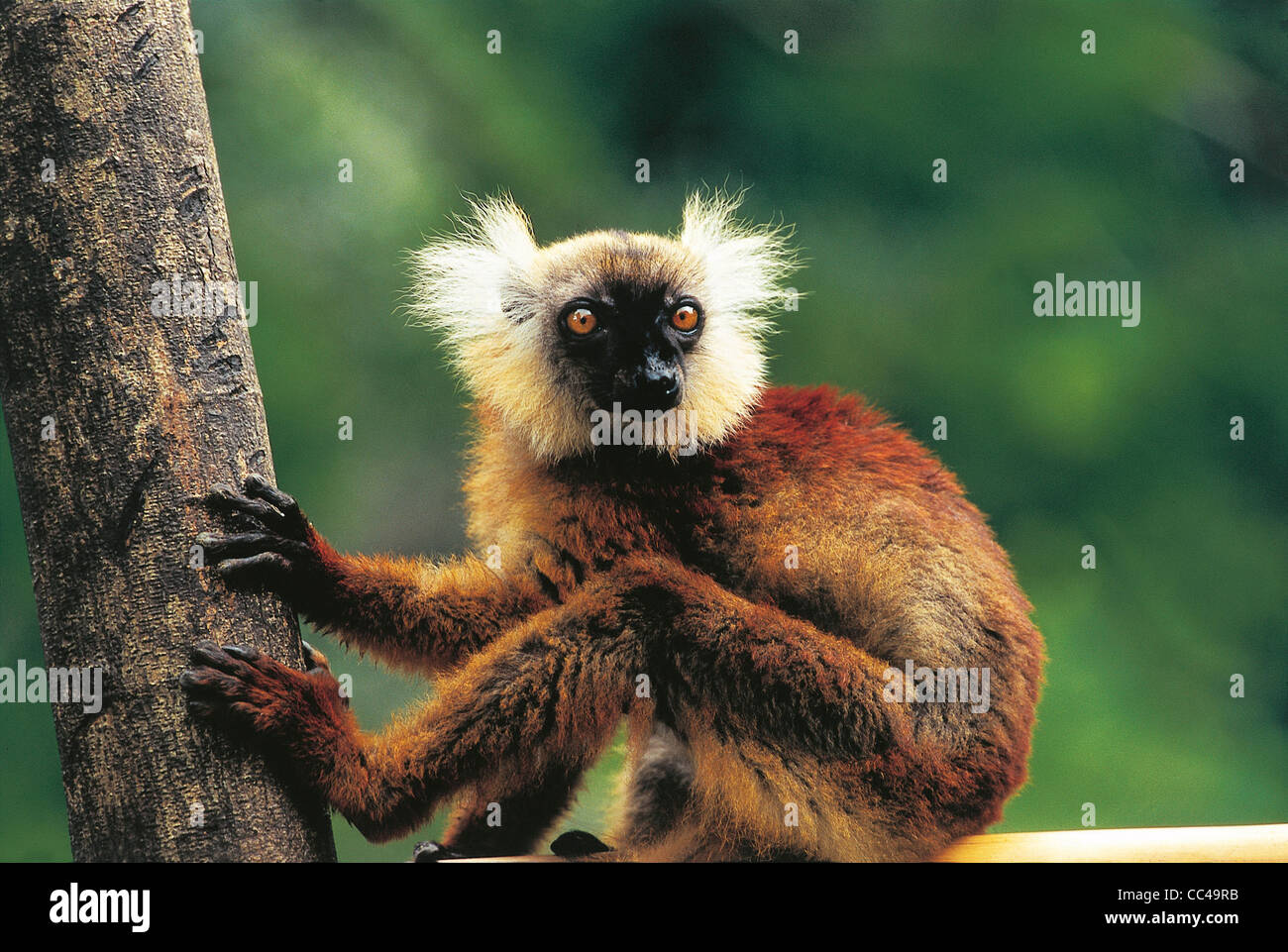 zoology-black-lemur-lemurs-lemur-macaco-madagascar-nosy-komba-stock