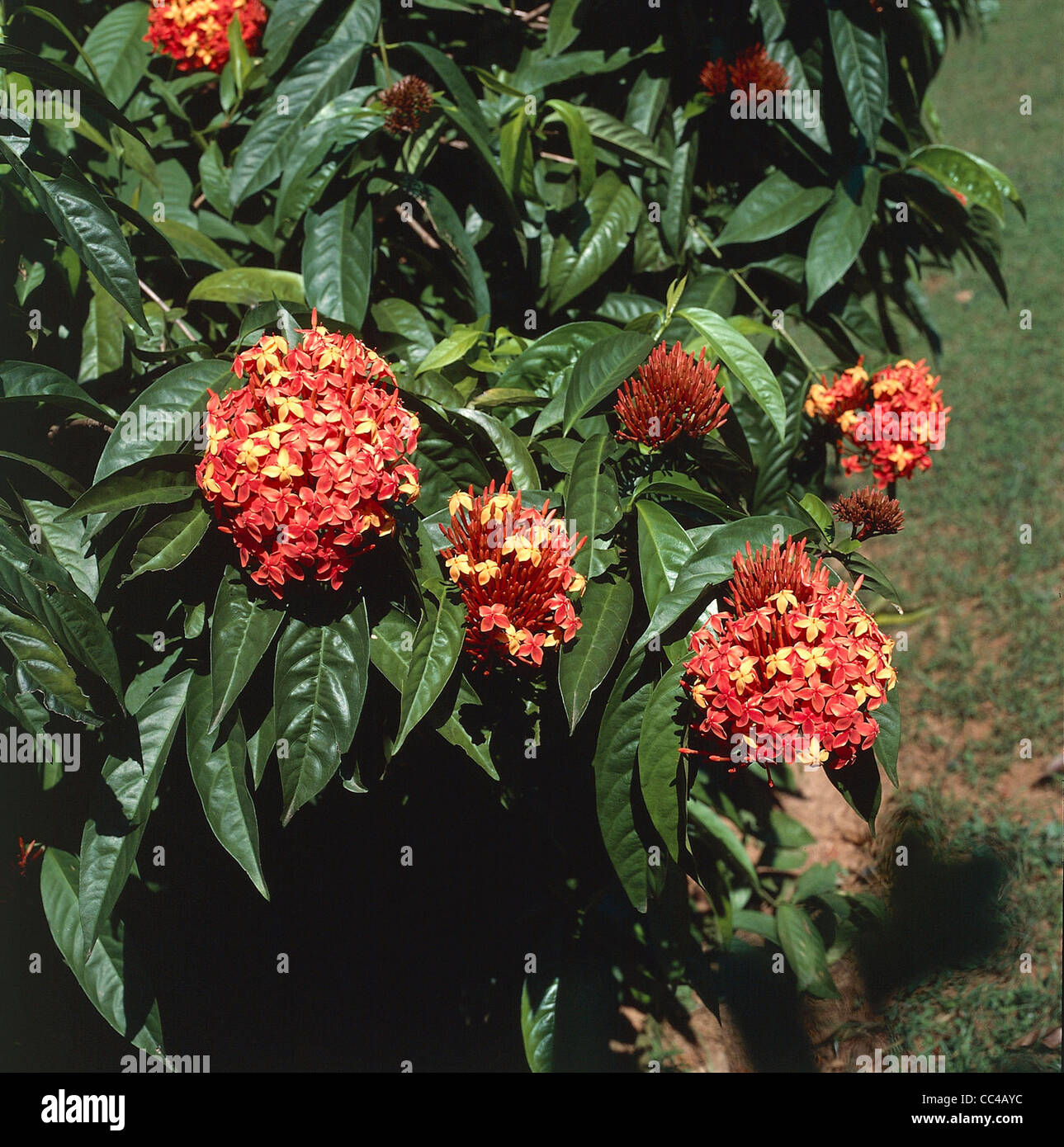 Botany - Rubiaceae - Ixora (Ixora Chinensis). Stock Photo