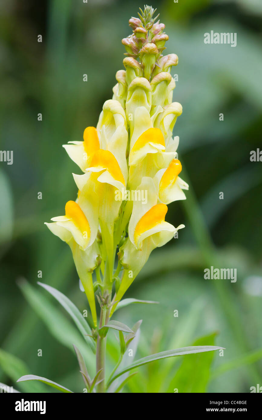 Common Toadflax a Beautiful yellow wildflower in England Stock Photo