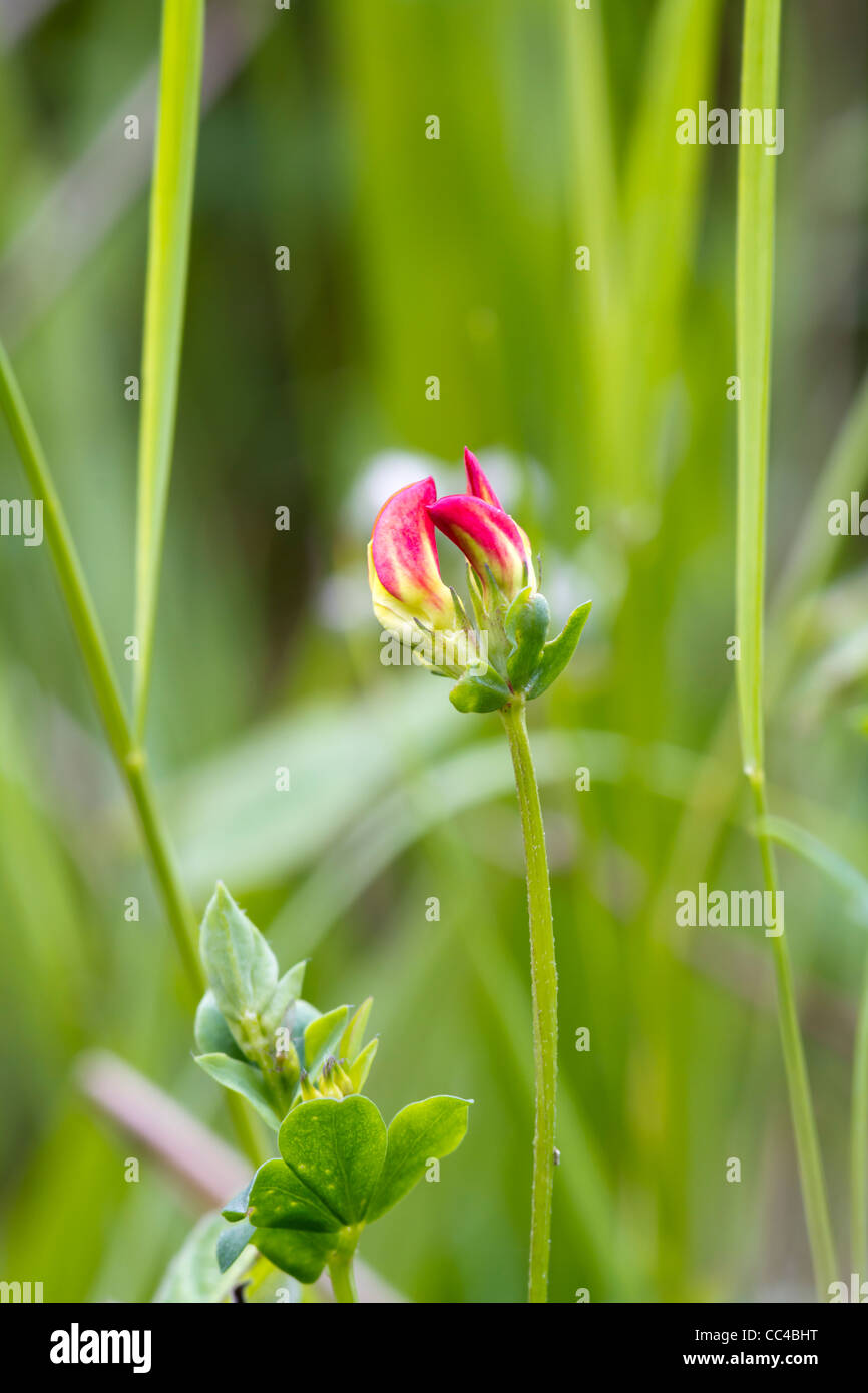 Vetch a Beautiful red and yellow wildflower in England Stock Photo Alamy