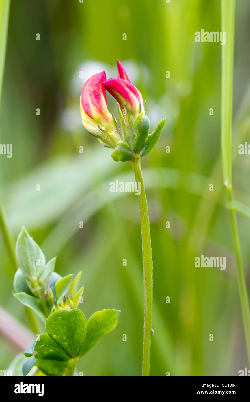 Vetch a Beautiful red and yellow wildflower in England Stock Photo Alamy