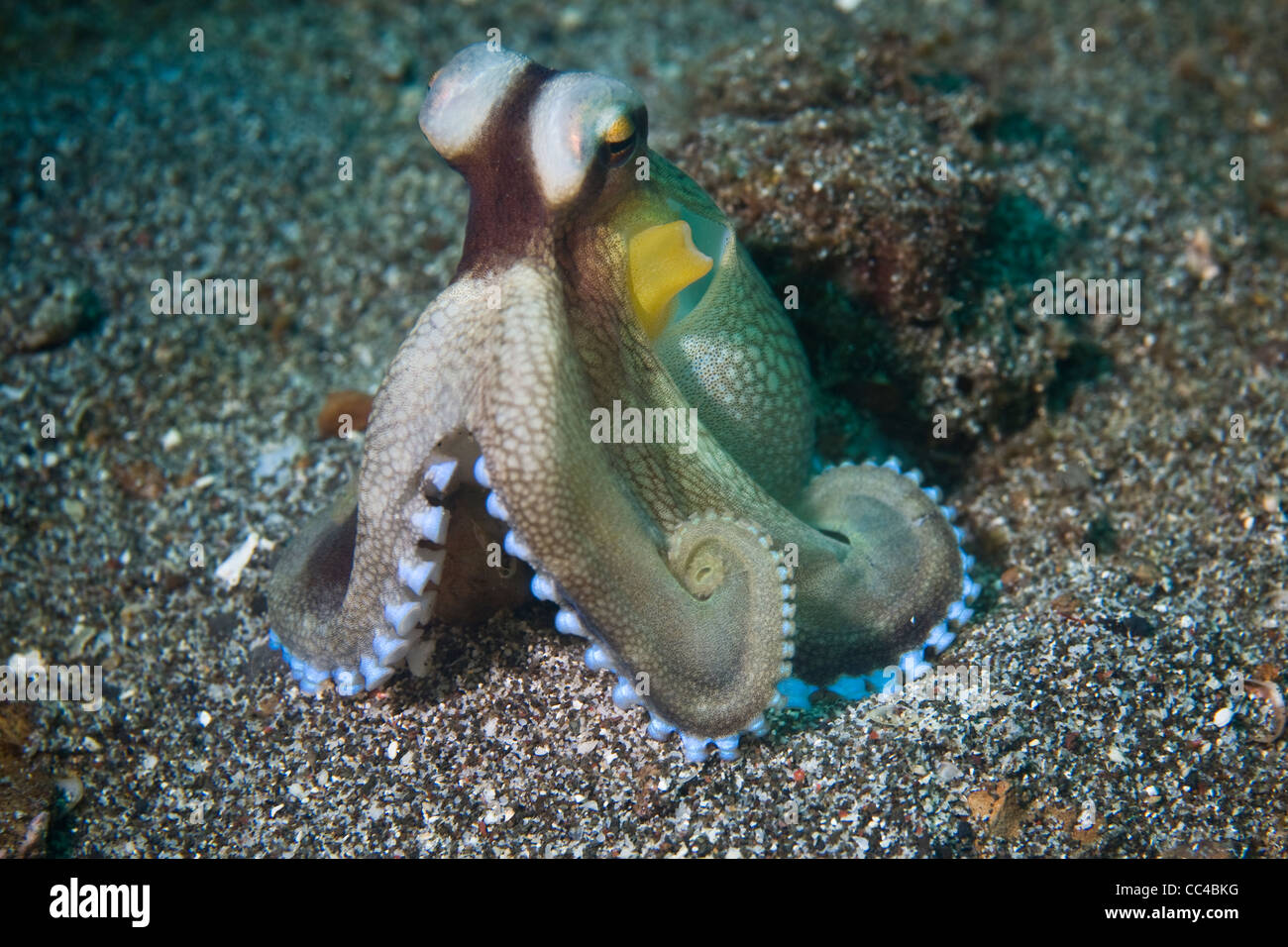 A Coconut octopus (Amphioctopus marginatus), also known as Veined octopus, often takes refuge in empty shells or coconuts. Stock Photo