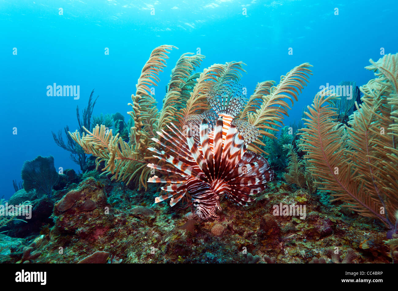 Lionfish Roatan red lionfish (Pterois volitans) off the coast of Roatan Honduras Stock ...