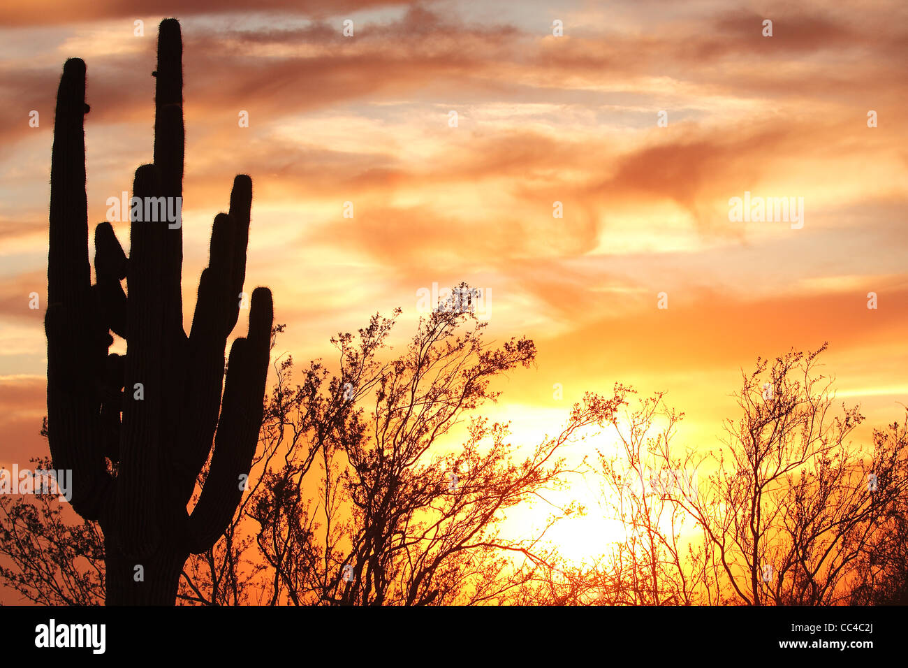 Saguaro silhouette in fiery Sonoran Desert sunset lit sky Stock Photo ...