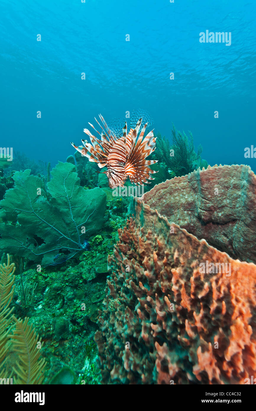 Lionfish Roatan red lionfish (Pterois volitans) off the coast of Roatan Honduras Stock ...