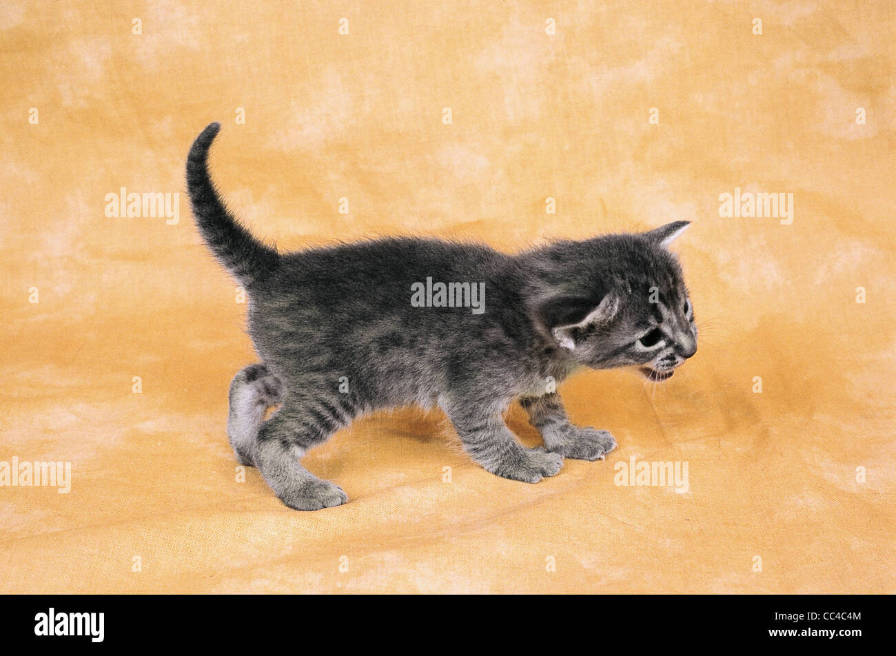 Cats Cats Kittens Ocicat Of Lavender Stock Photo Alamy