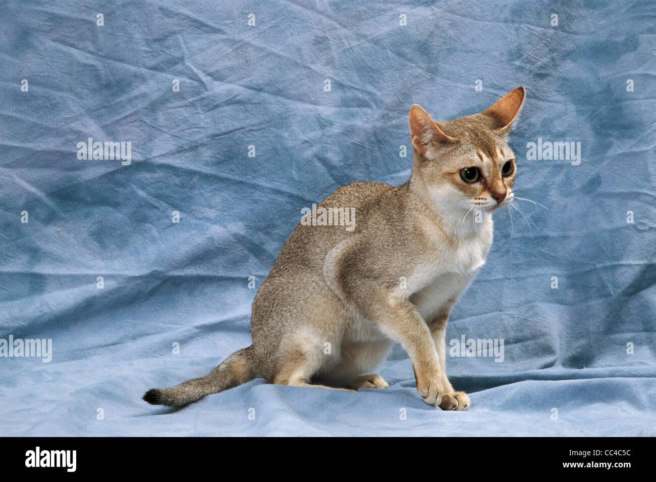 Sepia agouti hires stock photography and images Alamy