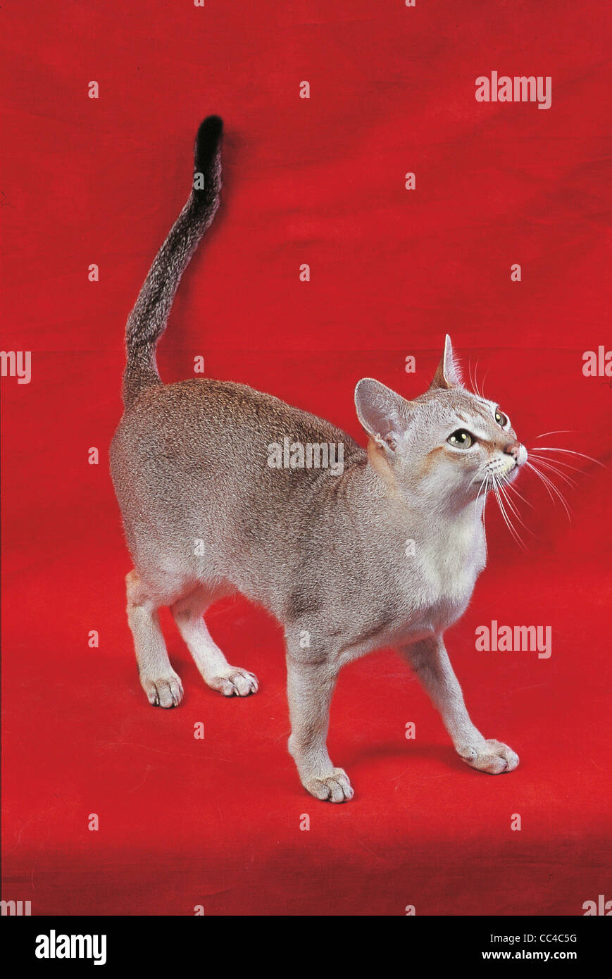 Cat singapur sepia agouti hires stock photography and images Alamy