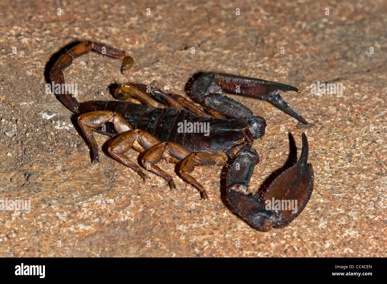 A Flat rock scorpion on a rock Stock Photo