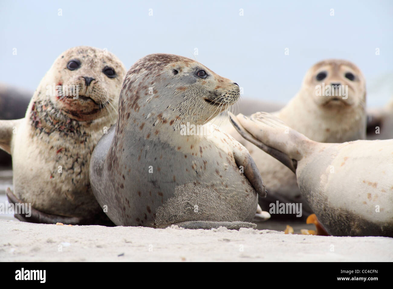 common seal; Latin: Phoca vitulina; harbour seal, harbor seal Stock Photo